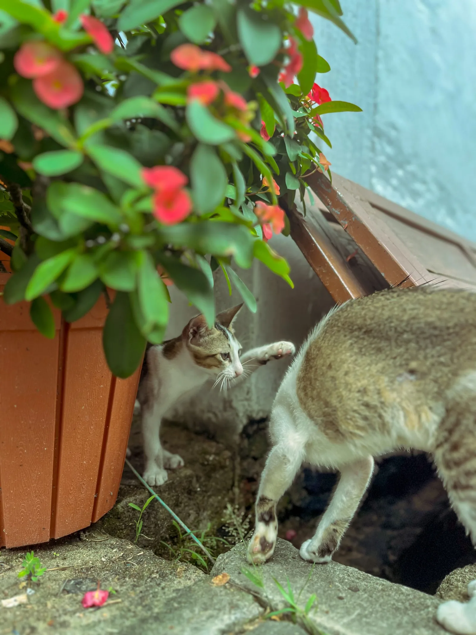 Aesthetic photography capture by Jathu Mathews