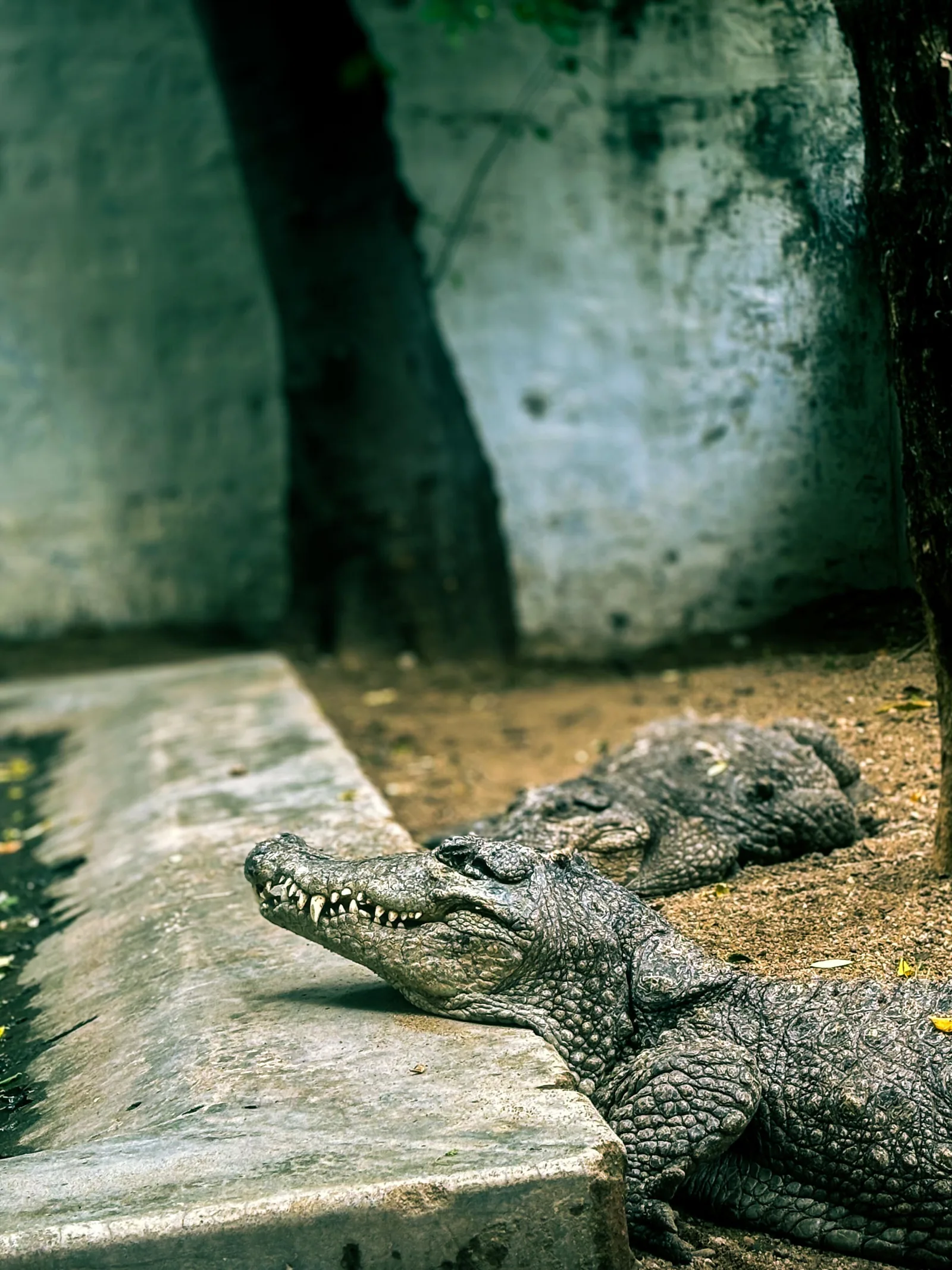 Aesthetic photography capture by Jathu Mathews